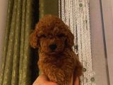 Tatlı Toy Poodle Bebeklerimiz