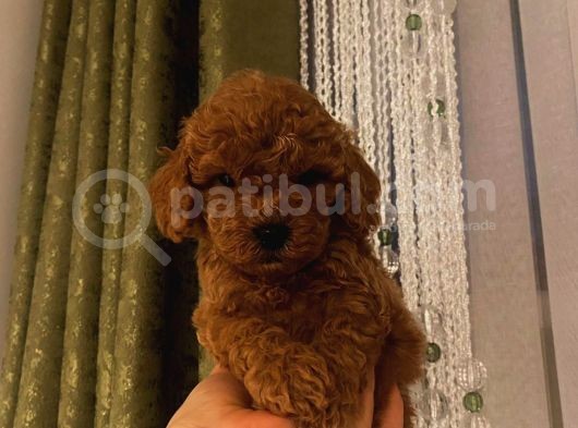Tatlı Toy Poodle Bebeklerimiz görsel