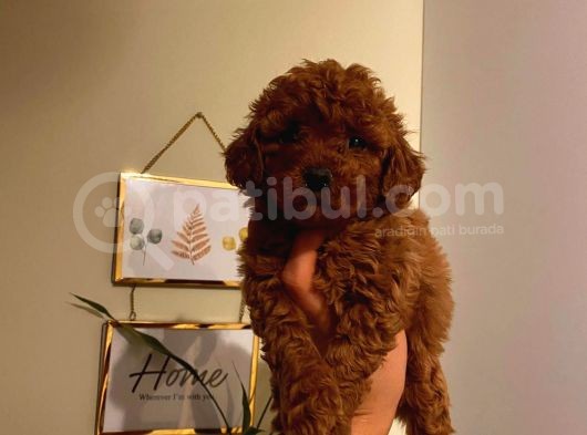 Tatlı Toy Poodle Bebeklerimiz görsel