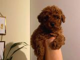 Tatlı Toy Poodle Bebeklerimiz