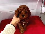 Safkan Toy Poodle Yavrularımız