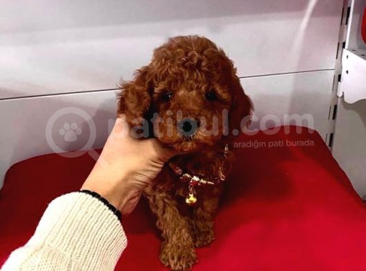 Safkan Toy Poodle Yavrularımız