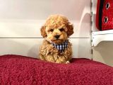 Safkan Toy Poodle Yavrularımız