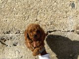Toy Poodle Red Brown Yavrular Yeni̇ Ai̇leleri̇ni̇ Ariyor