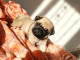 Safkan Irk Özelli̇kli̇ Pug Yavrulari