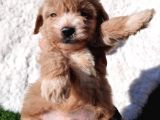 Güvenle Sahi̇p Olabi̇leceği̇ni̇z Malti̇poo Yavrular