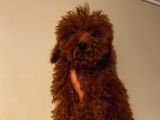 Red Brown Toy Poodle Yavrumuz