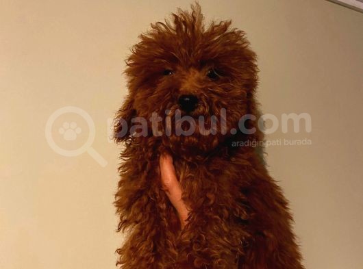 Red Brown Toy Poodle Yavrumuz görsel