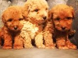 Güvenle Sahi̇p Olabi̇leceği̇ni̇z Malti̇poo Yavrular