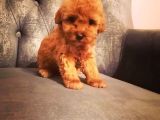 Güvenle Sahi̇p Olabi̇leceği̇ni̇z Malti̇poo Yavrular