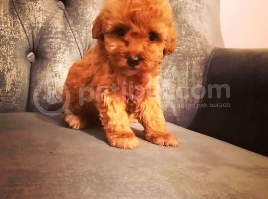 Güvenle Sahi̇p Olabi̇leceği̇ni̇z Malti̇poo Yavrular