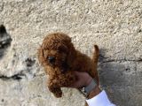 Toy Poodle Red Brown Yavrular Yeni̇ Ai̇leleri̇ni̇ Ariyor