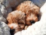 Güvenle Sahi̇p Olabi̇leceği̇ni̇z Malti̇poo Yavrular
