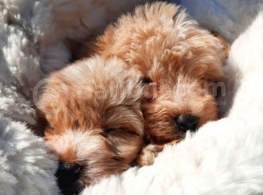 Güvenle Sahi̇p Olabi̇leceği̇ni̇z Malti̇poo Yavrular görsel