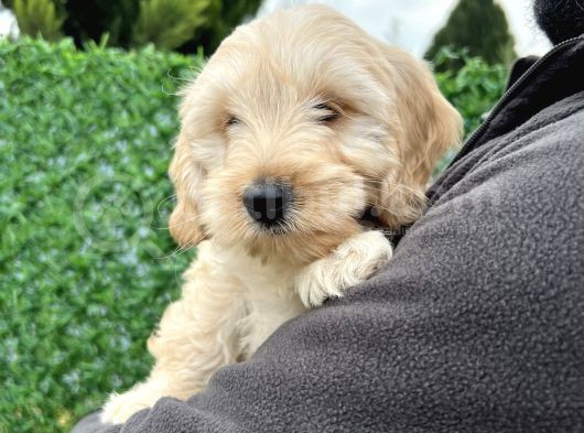 Maltipoo Erkek Bebeğim görsel