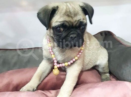 70 Günlük Sifir Burun Gül Kuyruk Pug Mops görsel