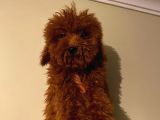 Red Brown Toy Poodle Yavrumuz
