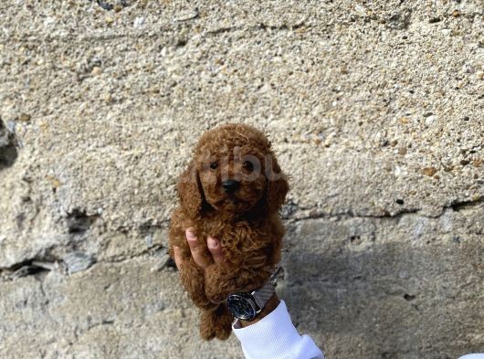 Toy Poodle Red Brown Yavrular Yeni̇ Ai̇leleri̇ni̇ Ariyor görsel