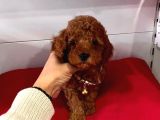 Safkan Toy Poodle Yavrular