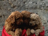 Toy Poodle Red Brown Yavrular Yeni̇ Ai̇leleri̇ni̇ Ariyor