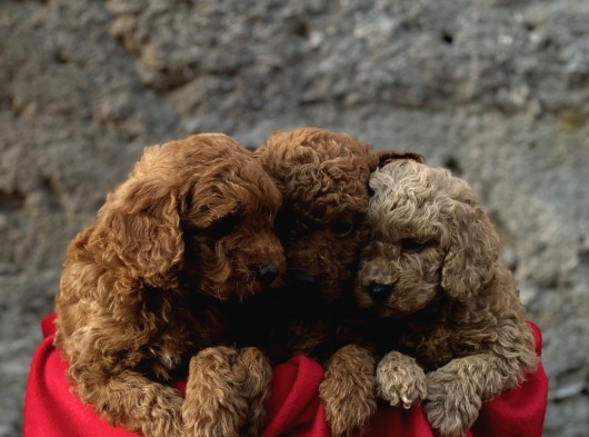 Toy Poodle Red Brown Yavrular Yeni̇ Ai̇leleri̇ni̇ Ariyor