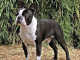Irk Ve Sağlık Garantili Boston Terrier Yavrularımız