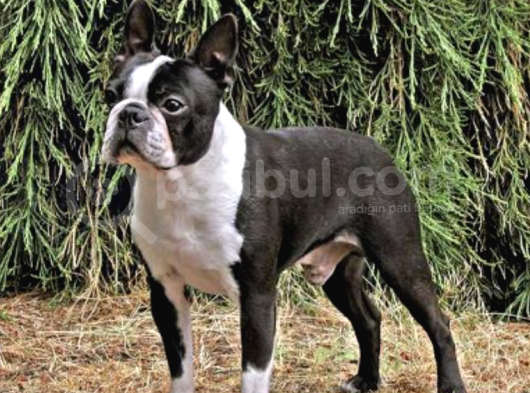 Irk Ve Sağlık Garantili Boston Terrier Yavrularımız görsel