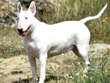 A Kalitede Bull Terrier Erkek Dişi