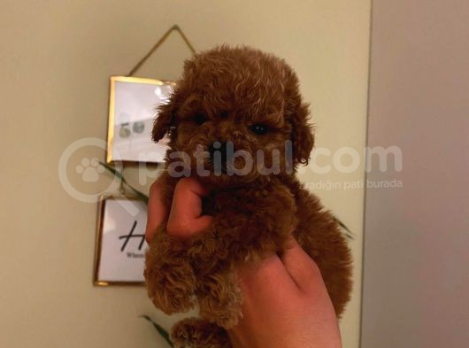 Sevimli Toy Poodle Minnaklarımız görsel