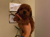 Sevimli Toy Poodle Minnaklarımız