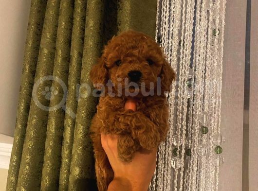 Sevimli Toy Poodle Minnaklarımız görsel