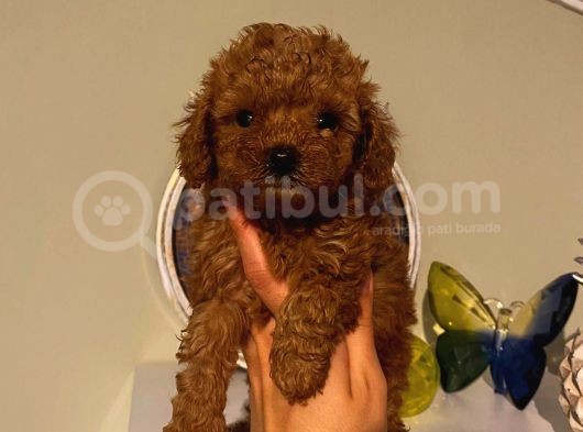 Sevimli Toy Poodle Minnaklarımız görsel