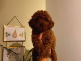 Sevimli Toy Poodle Minnaklarımız