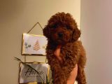 Sevimli Toy Poodle Minnaklarımız