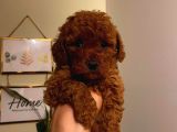 Sevimli Toy Poodle Minnaklarımız