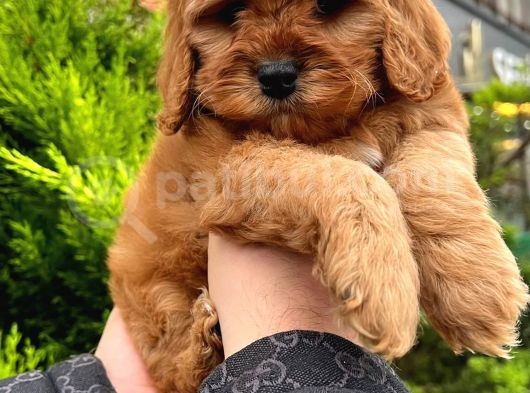 Show Kali̇te Kore Kani Red Toy Poodle Yavrumuz görsel