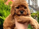Show Kali̇te Kore Kani Red Toy Poodle Yavrumuz
