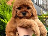 Show Kali̇te Kore Kani Red Toy Poodle Yavrumuz