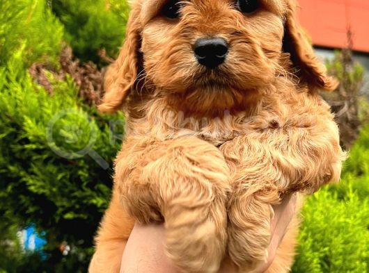 Show Düzey Red Toy Poodle Yavrumuz görsel