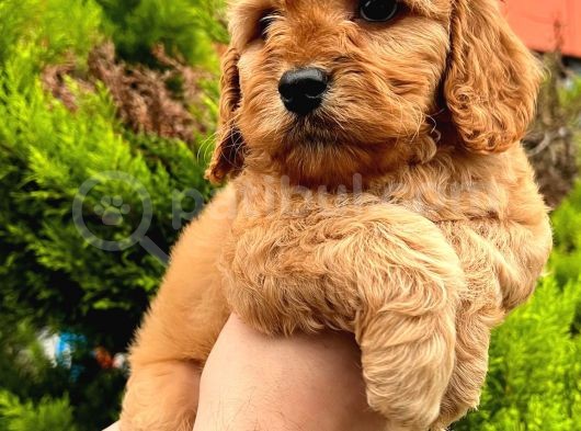 Show Düzey Red Toy Poodle Yavrumuz görsel