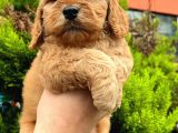 Show Düzey Red Toy Poodle Yavrumuz