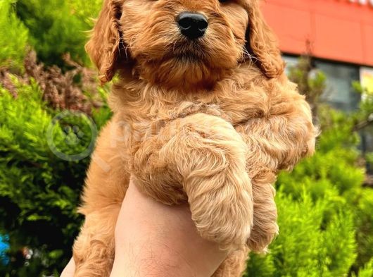 Show Düzey Red Toy Poodle Yavrumuz görsel