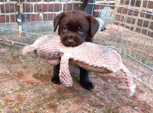 Çi̇ftli̇ği̇mi̇zden Irk Garanti̇li̇ Labrador Yavrular görsel