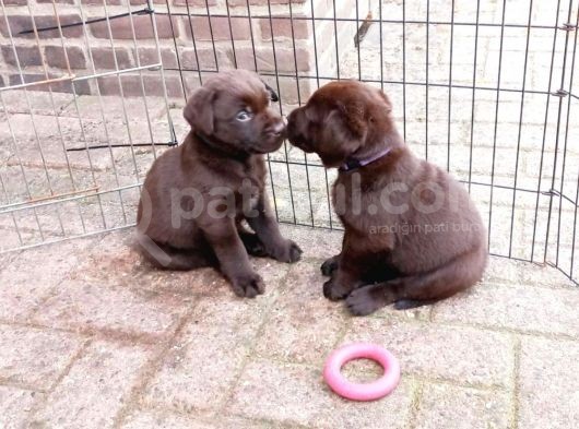 Çi̇ftli̇ği̇mi̇zden Irk Garanti̇li̇ Labrador Yavrular görsel