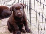 Çi̇ftli̇ği̇mi̇zden Irk Garanti̇li̇ Labrador Yavrular