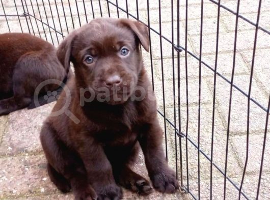 Çi̇ftli̇ği̇mi̇zden Irk Garanti̇li̇ Labrador Yavrular görsel