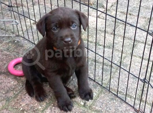Çi̇ftli̇ği̇mi̇zden Irk Garanti̇li̇ Labrador Yavrular