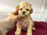 Mini Boy Multigen Maltipoo Bebeklerimiz