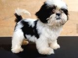 Tea Cup Shih Tzu Yavruları