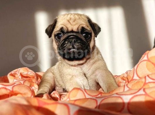 Safkan Irk Özelli̇kli̇ Pug Yavrulari